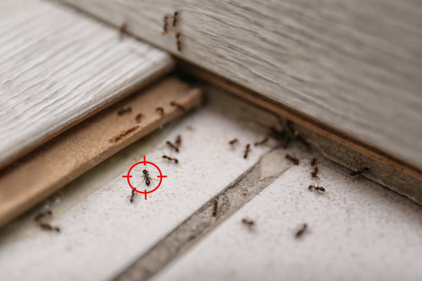 Best Termite Control Services  in Maineville, OH