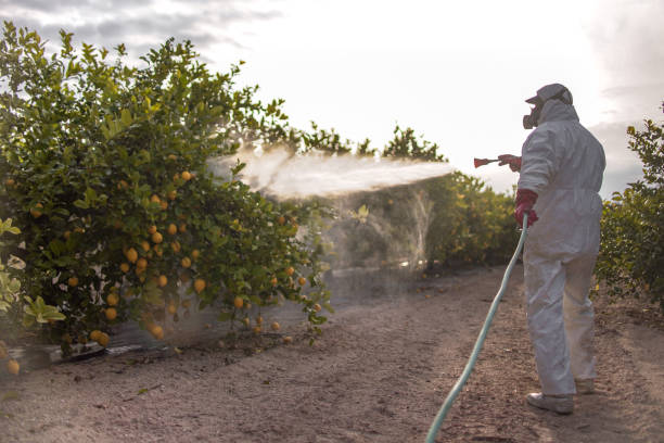 Best Mosquito Control Services  in Maineville, OH