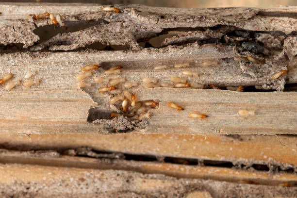 Best Best Pest Control Companies  in Maineville, OH